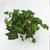 Begonia Cleopatra en internet