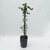 Enamorada del muro - Green Online