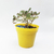 Crasa (aeonium haworthii) - comprar online