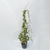 Vinca variegada - Green Online