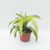 Dracaena lemon surprise en internet