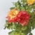 Rosa de pie - comprar online