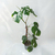 Monstera en internet