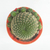 Cactus (rebutia) - comprar online