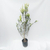 Melaleuca - comprar online