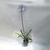 Agapanthus azul en internet