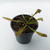 Drosera capensis en internet