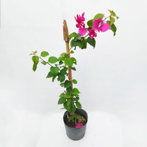 Santa Rita - Bougainvillea en internet