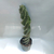 Cactus espiralado XL - comprar online