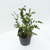 Serissa - comprar online
