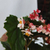 Begonia corazón de estudiante - comprar online