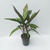 Dracaena rubra en internet