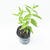 Poleo - comprar online