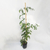 Bignonia spectabilis en internet