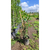 Photinia en internet