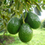 Palta hass - comprar online