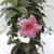 Dipladenia - comprar online