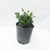 Buxus enano en internet