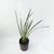 Dietes grandiflora en internet
