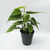 Cordatum - Green Online
