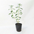 Stevia - comprar online