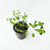 Menta - comprar online