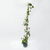 Hiedra verde - comprar online