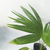 Palmera latania - comprar online
