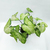 Syngonium - comprar online