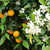 Naranja ombligo - comprar online