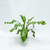 Asplenium nidus - Green Online