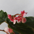 Begonia corazón de estudiante - tienda online