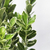 Evonymus maculata alba - comprar online