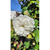 Rosa trepadora en internet