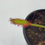 Drosera capensis - Green Online