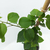Santa Rita - Green Online