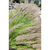 Pennisetum rupelli en internet