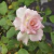 Rosa de pie en internet