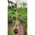 Bignonia caracol - Green Online