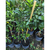 Mandarina encore en internet