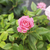 Rosa rococó en internet