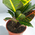 Croton petra - comprar online