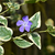 Vinca variegada - comprar online