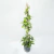 Nacar - Green Online