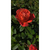 Rosa topiario - Green Online
