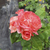 Rosa de pie - Green Online