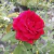 Rosa de pie - tienda online