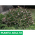 Abelia grandiflora - Green Online
