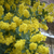 Acacia baileyana rubra en internet