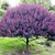 Acacia baileyana rubra - comprar online